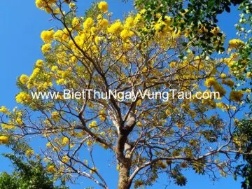 Tập hợp biệt thự, villa, homestay, căn hộ, khách sạn cho thuê ngày tại Vũng Tàu